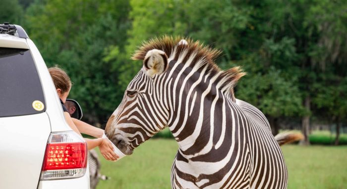 Eco-Friendly Wildlife Tours